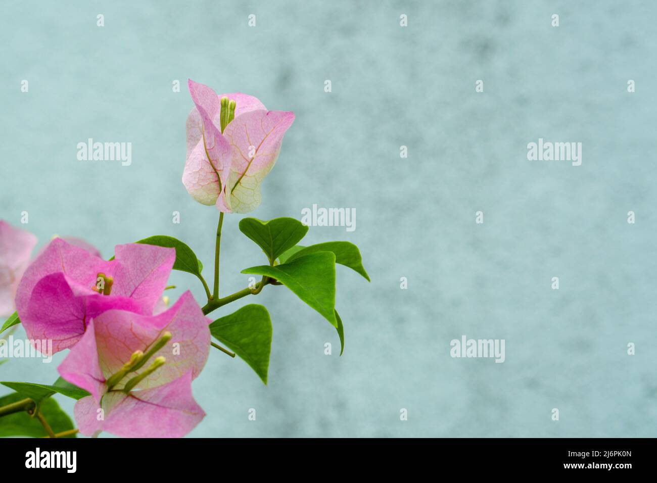 Beautiful pink flower of blooming tree on a branch close up. Has flowers in the background. Spring and nature concept Stock Photo