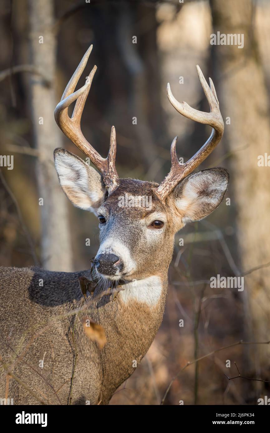 8 point Whitetail deer buck facing camera with the sun shining on him Stock Photo