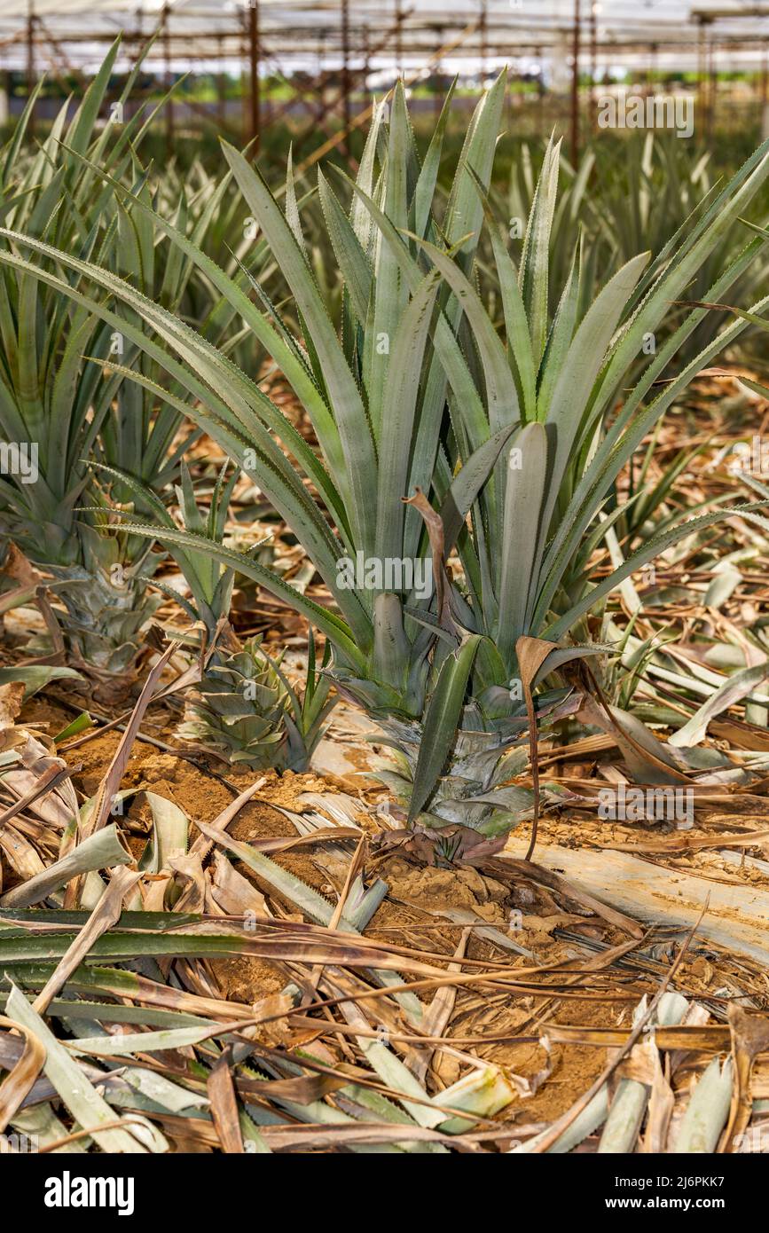 Pineapples grown in a greenhouse in an orchard Stock Photo Alamy