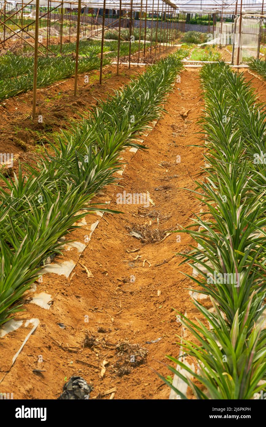 Pineapples grown in a greenhouse in an orchard Stock Photo Alamy