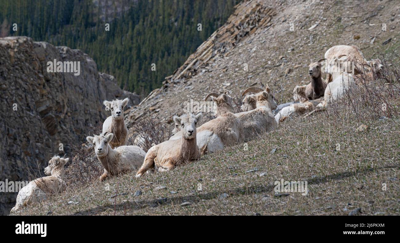 A herd of bighorn sheep (Ovis canadensis) grazing beside the highway ...