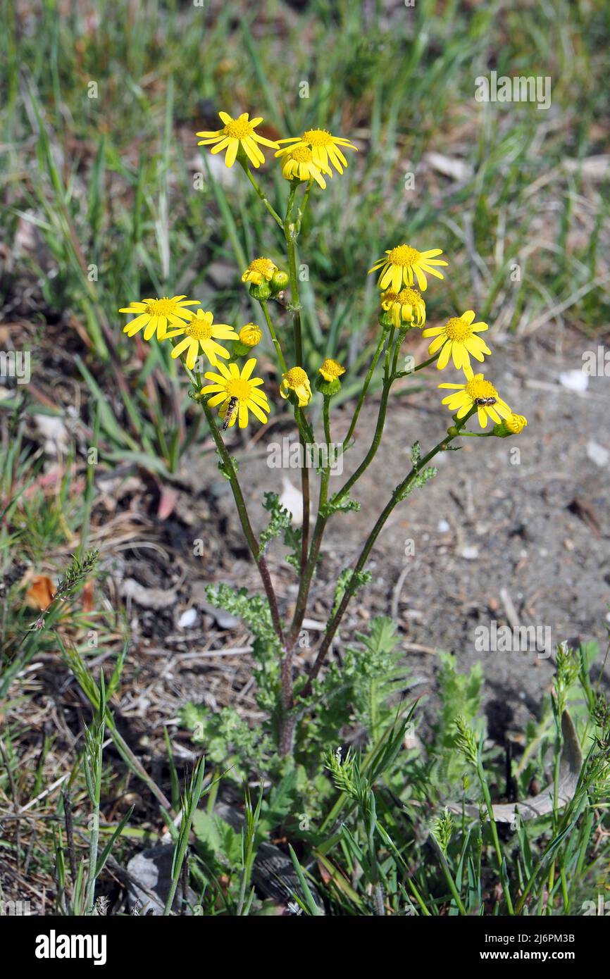 eastern groundsel, Frühlings-Greiskraut, Senecio vernalis, tavaszi ...