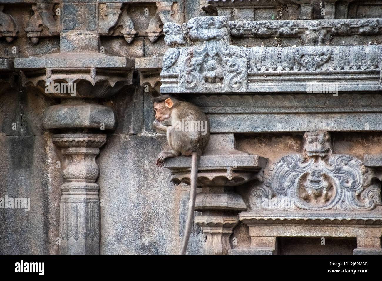 A young rhesus macaque monkey sitting on a stone wall in the ancient Hindu temple of Jalakandeswarar in the town of Vellore. Stock Photo