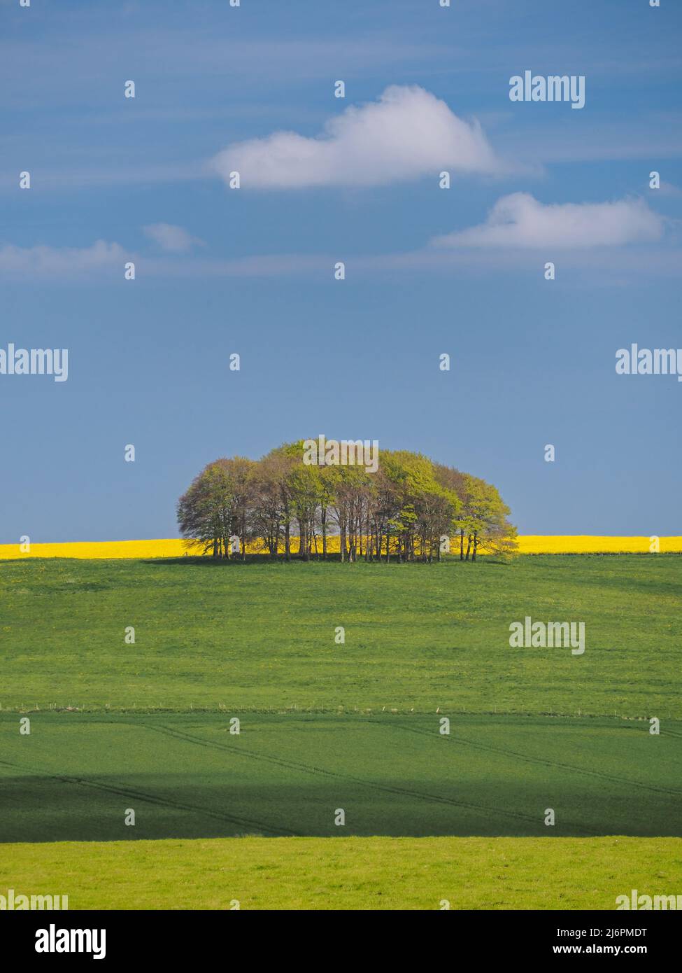 Springtime view of green fields, trees and yellow rapeseed, Avebury, Wiltshire Stock Photo