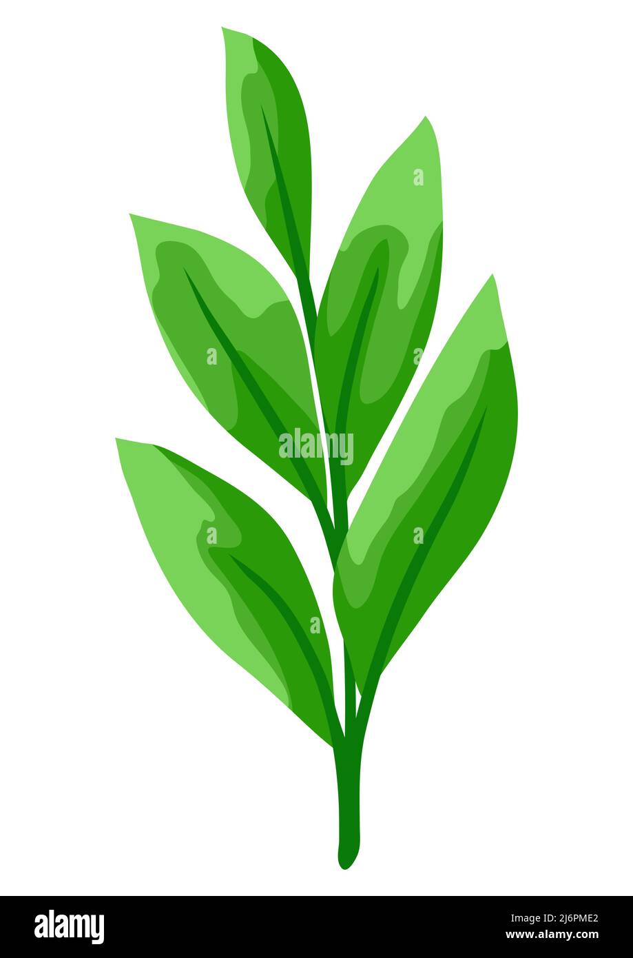 Illustration of branch and green leaves. Spring or summer stylized