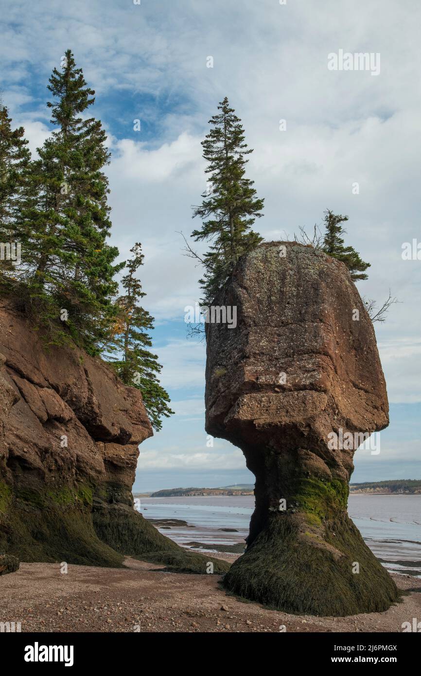 Canada, Maritimes, New Brunswick, Bay of Fundy ,Hopewell Rocks ...