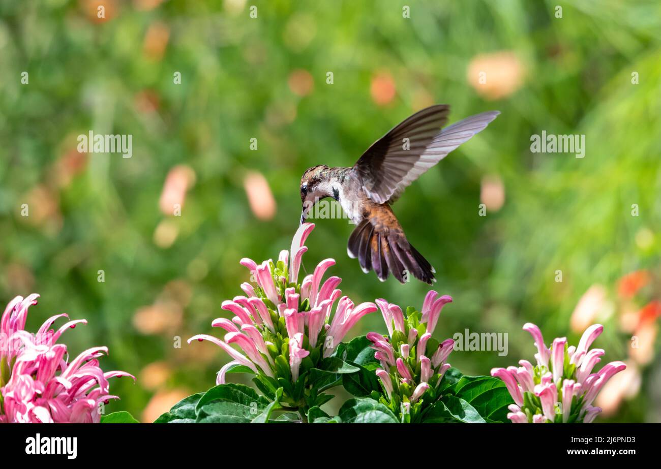 Young, glittering Ruby Topaz hummingbird, Chrysolampis mosquitus, feeding on a tropical pink Jacobina flower in a garden. Stock Photo