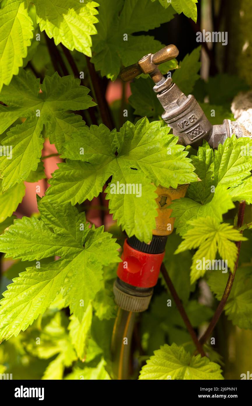 Garden water tap and hose pipe with Hop leaves growing around it Stock Photo