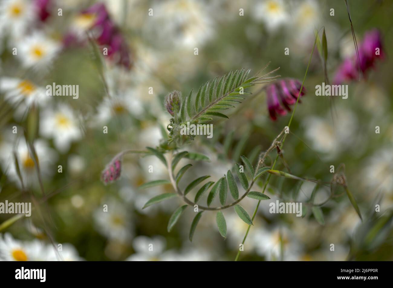 Flora of Gran Canaria - Vicia villosa, hairy vetch,  natural macro floral background Stock Photo