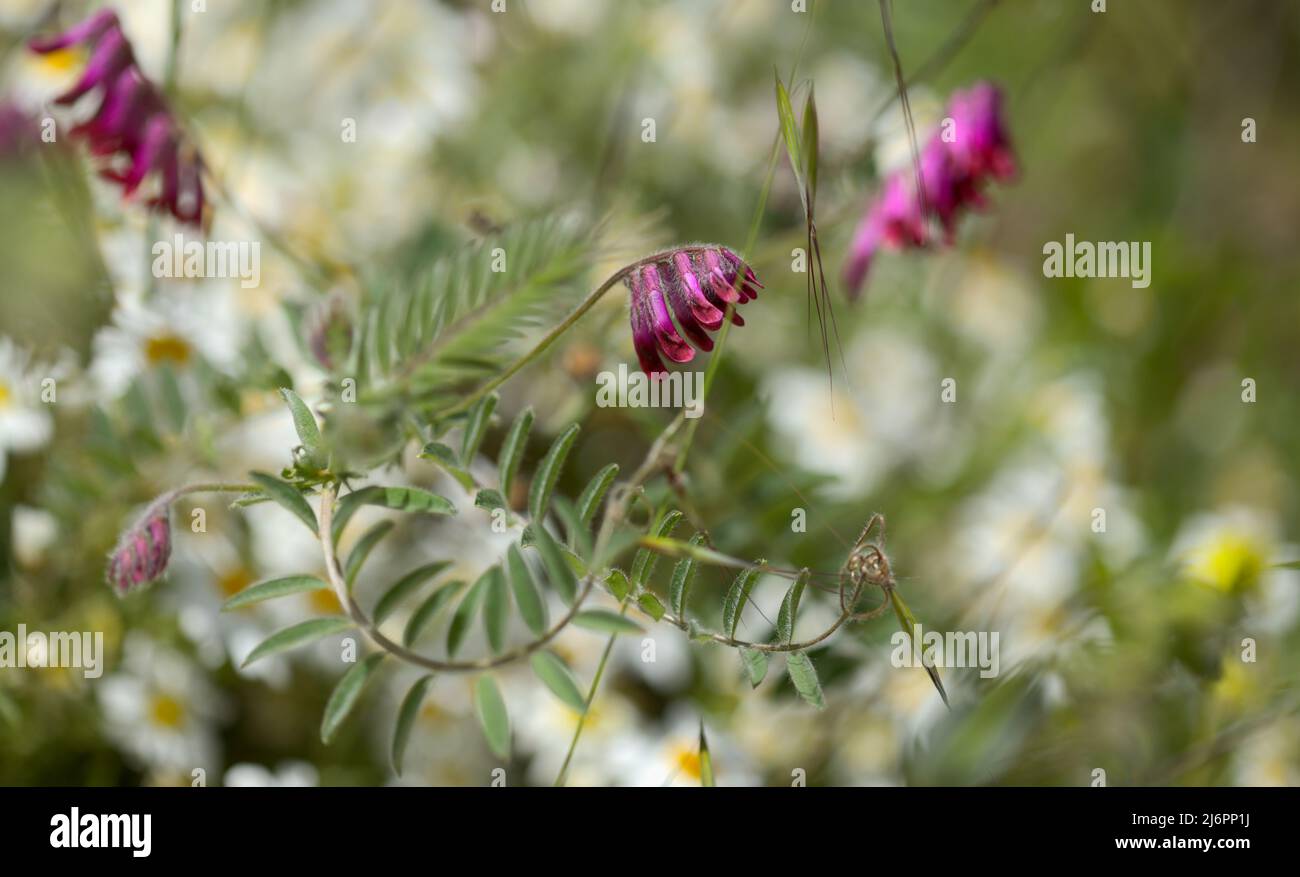 Flora of Gran Canaria - Vicia villosa, hairy vetch,  natural macro floral background Stock Photo