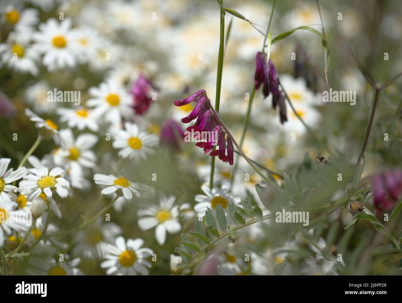 Flora of Gran Canaria - Vicia villosa, hairy vetch,  natural macro floral background Stock Photo