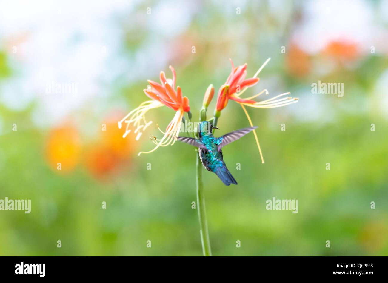 Dainty, Blue-chinned Sapphire hummingbird, Chlorestes notata, flying away from camera towards an orange Guernsey Lily in bright sunlight. Stock Photo