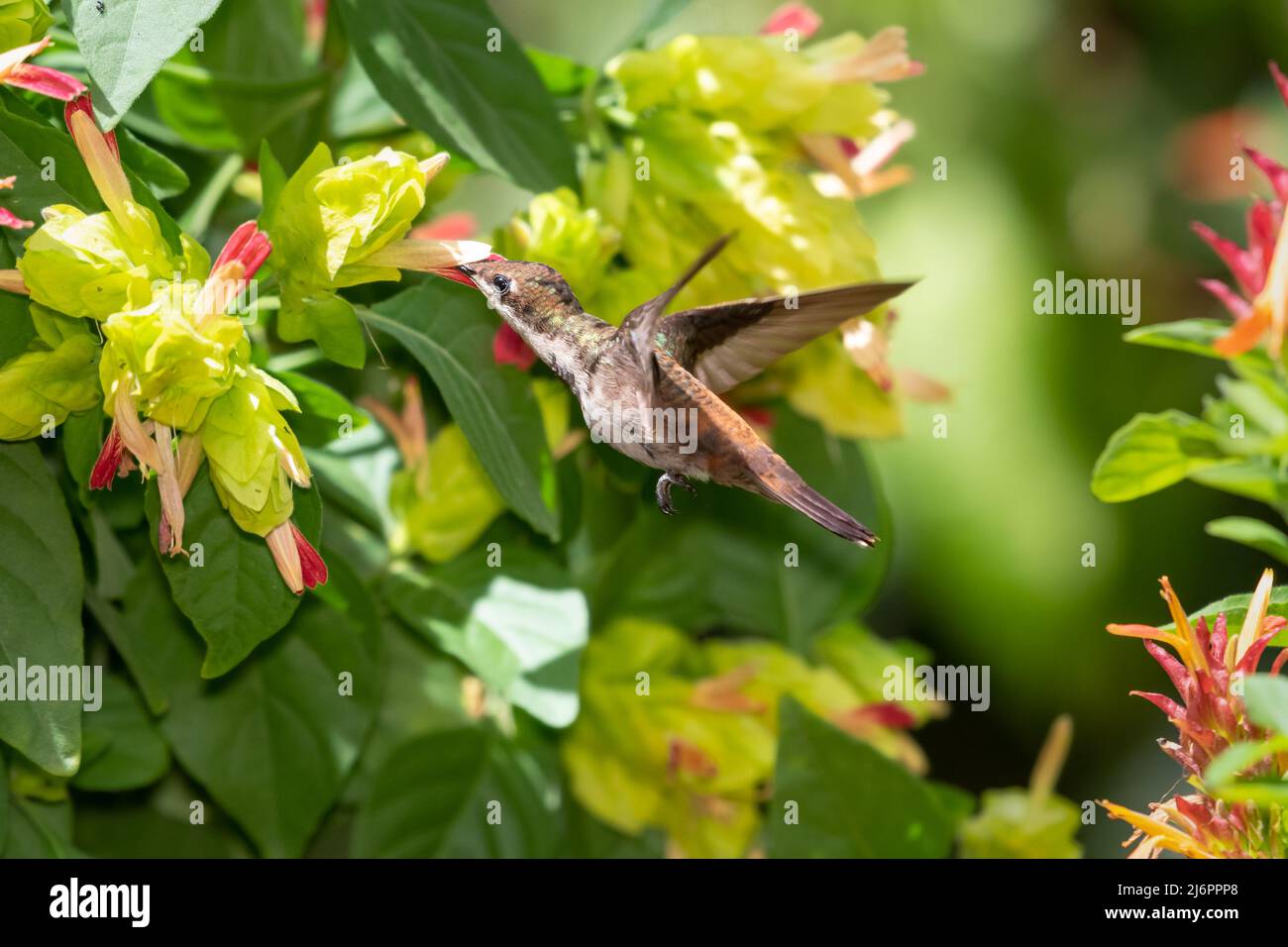 Young Ruby Topaz hummingbird, Chrysolampis mosquitus, flying in a garden surrounded by tropical Shrimp plant flowers green and pink. Stock Photo