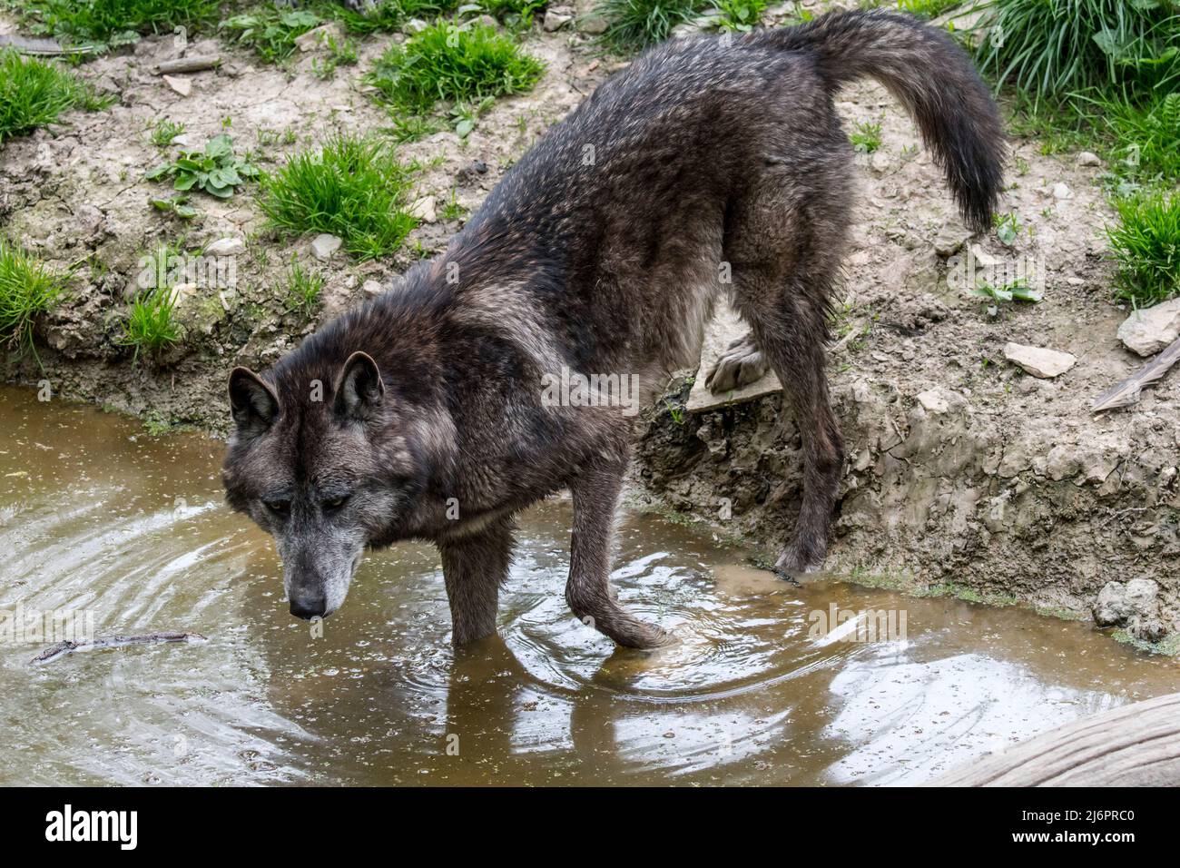Black Northwestern wolf / Mackenzie Valley wolf / Alaskan / Canadian timber wolf (Canis lupus occidentalis) crossing river Stock Photo