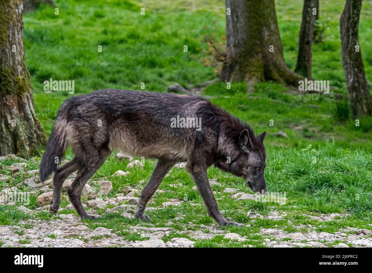 Black Northwestern wolf / Mackenzie Valley wolf / Alaskan timber wolf