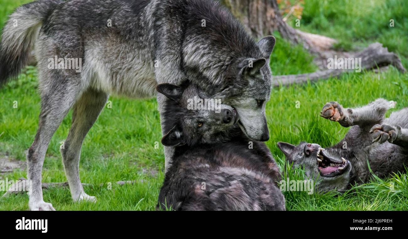 Three black Northwestern wolves / Mackenzie Valley wolf / Alaskan / Canadian timber wolf (Canis lupus occidentalis) two showing submissive behaviour Stock Photo