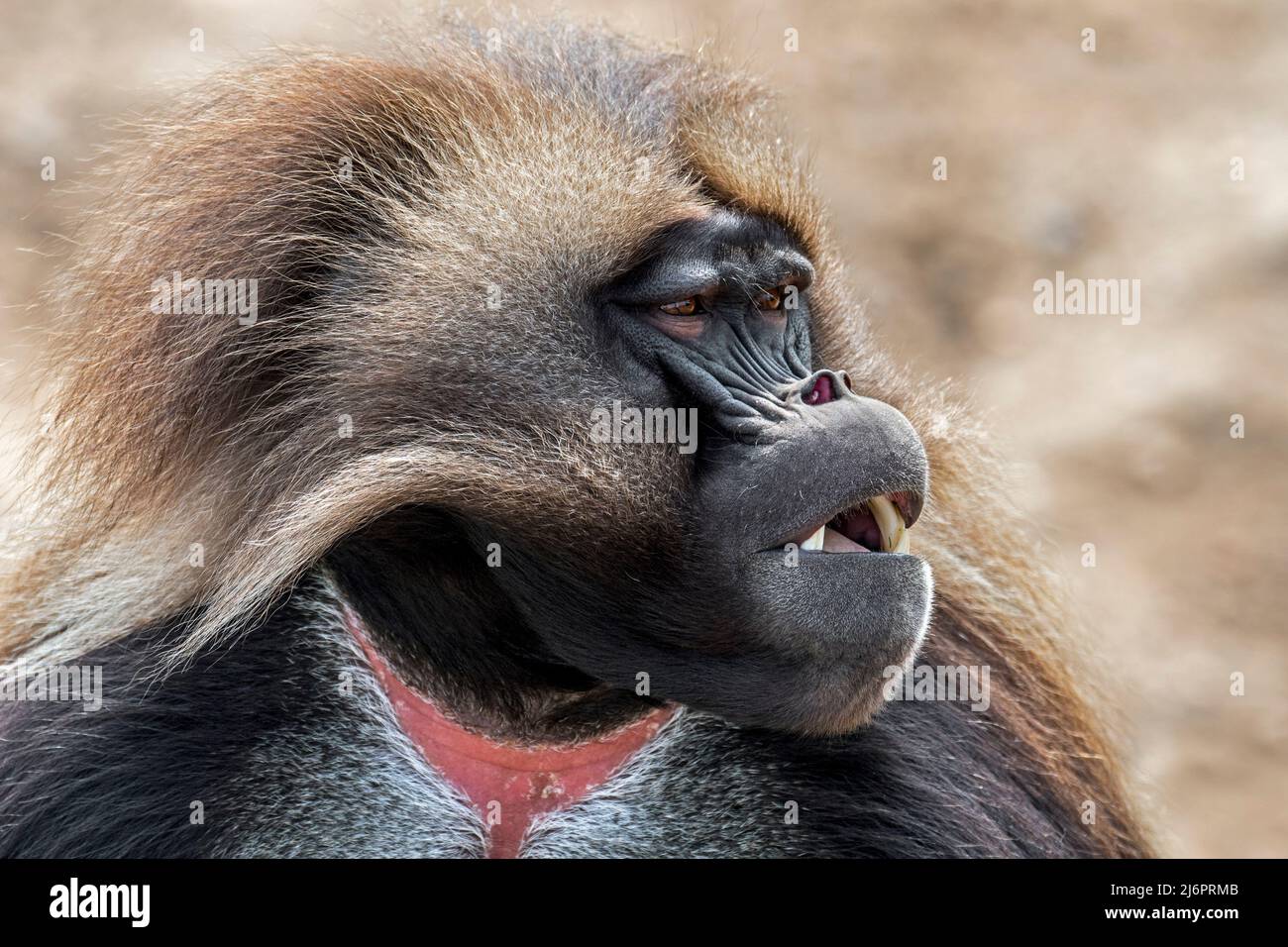 Close-up portrait of male gelada / bleeding-heart monkey / gelada baboon (Theropithecus gelada) native to the Ethiopian Highlands Stock Photo