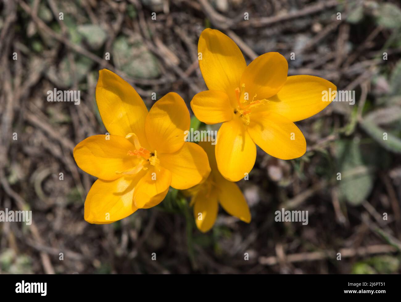 Flowers of the Golden/ Snow Crocus (Crocus chrysanthus) in their natural habitat (SW Turkey) Stock Photo