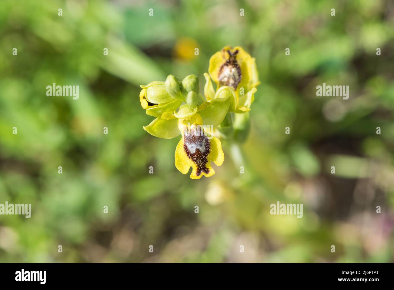 Yellow Bee-Orchid (Ophrys sicula) in Turkey.  Kew name this species Ophrys lutea subsp. galilaea Stock Photo