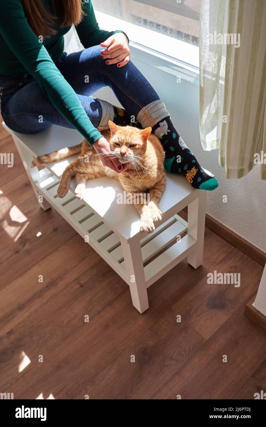Unrecognizable woman stroking her cat inside her house Stock Photo