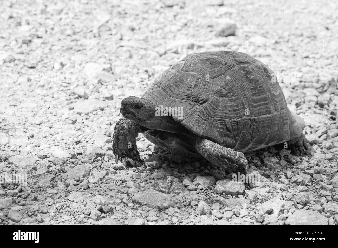 Testudo graeca reptile Black and White Stock Photos & Images - Alamy