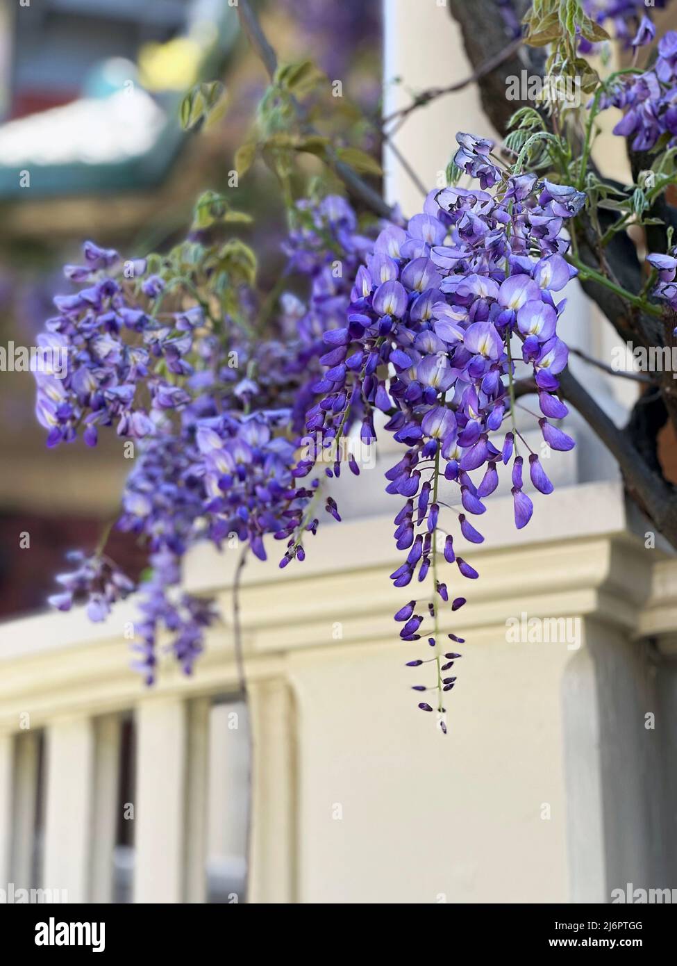 Beautiful blooming blue wisteria flowers seen cascading in Spring in Savannah, Georgia, USA, a southeastern United States slow travel destination. Stock Photo
