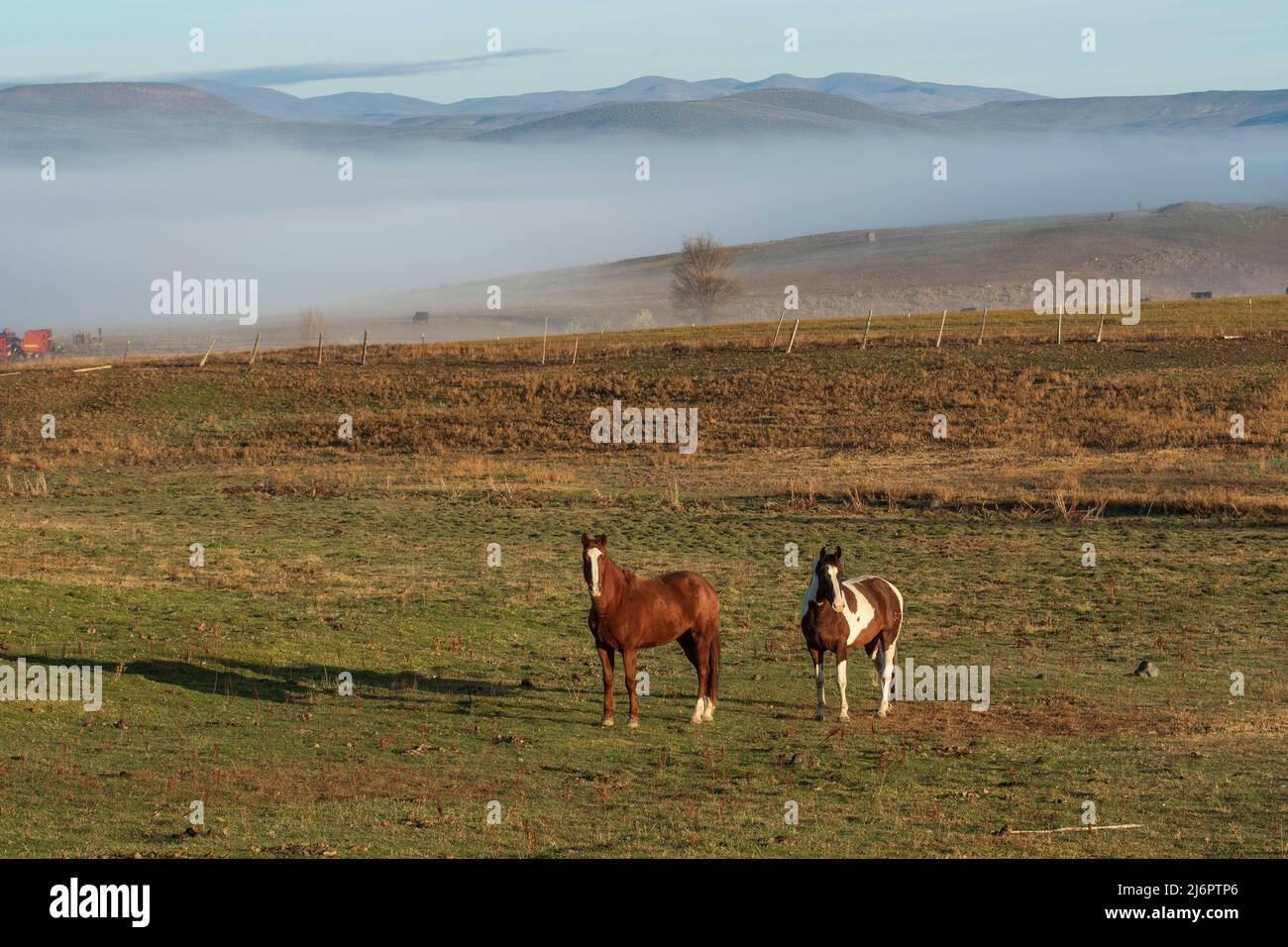 USA, Oregon, Malheur County, horses Stock Photo