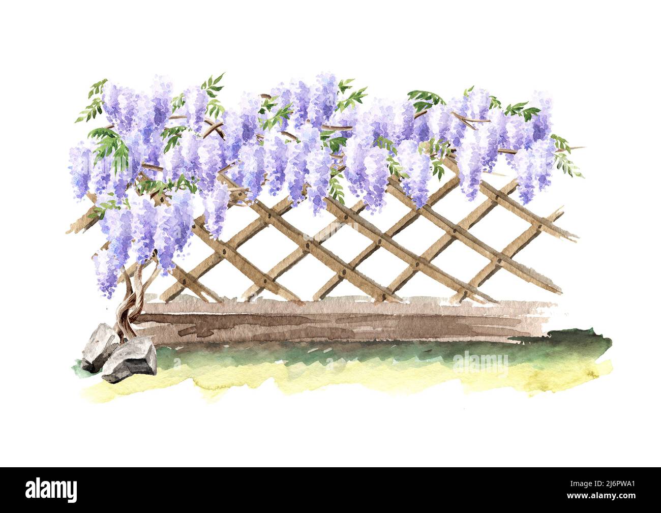 Fence with a climbing Wisteria blossom tree. Hand  drawn watercolor  illustration isolated on white background Stock Photo