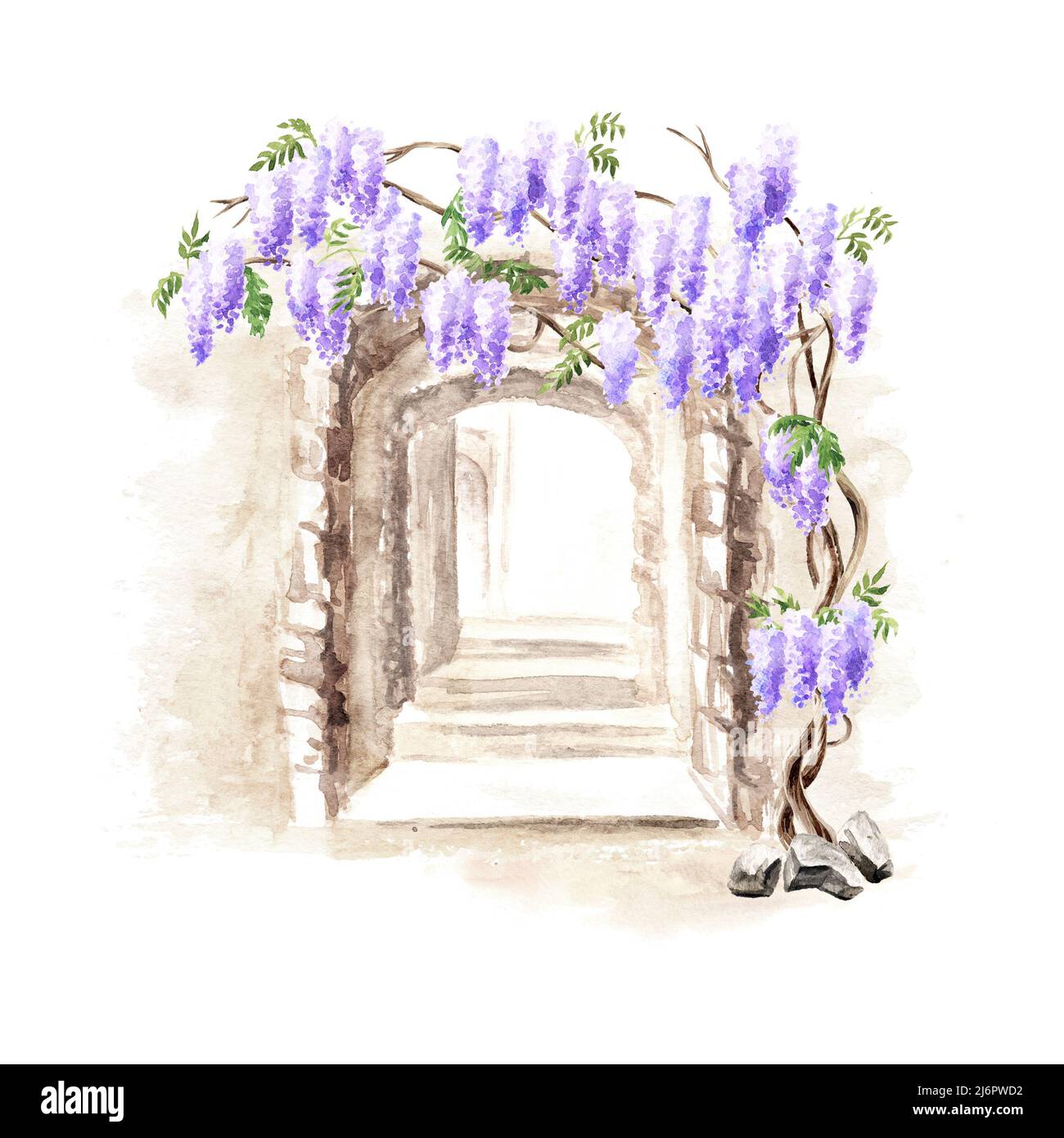 Old architecture  and Wisteria  blossom  tree. Hand  drawn watercolor  illustration isolated on white background Stock Photo