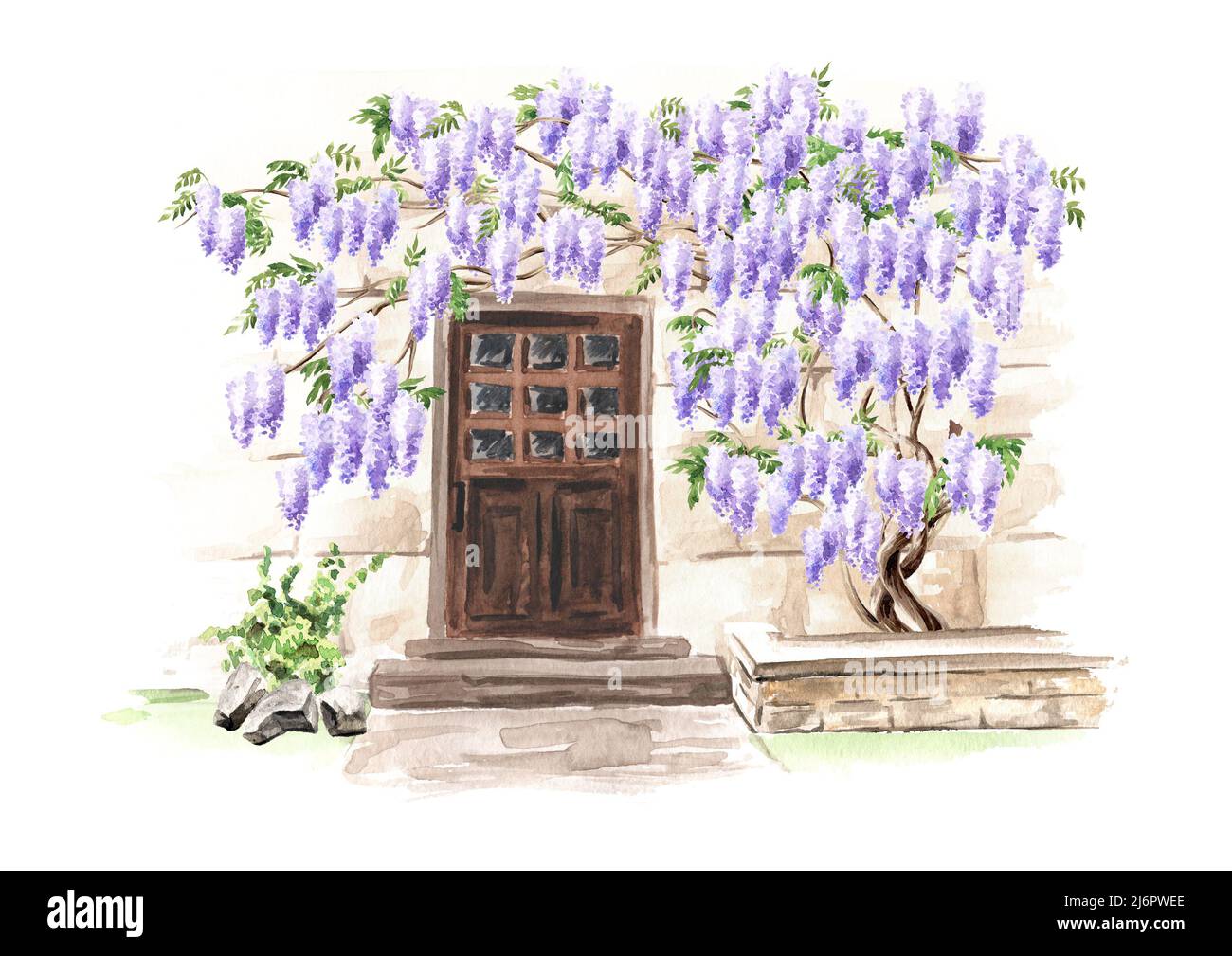 Old architecture  and Wisteria  blossom  tree. Hand  drawn watercolor  illustration,  isolated on white background Stock Photo