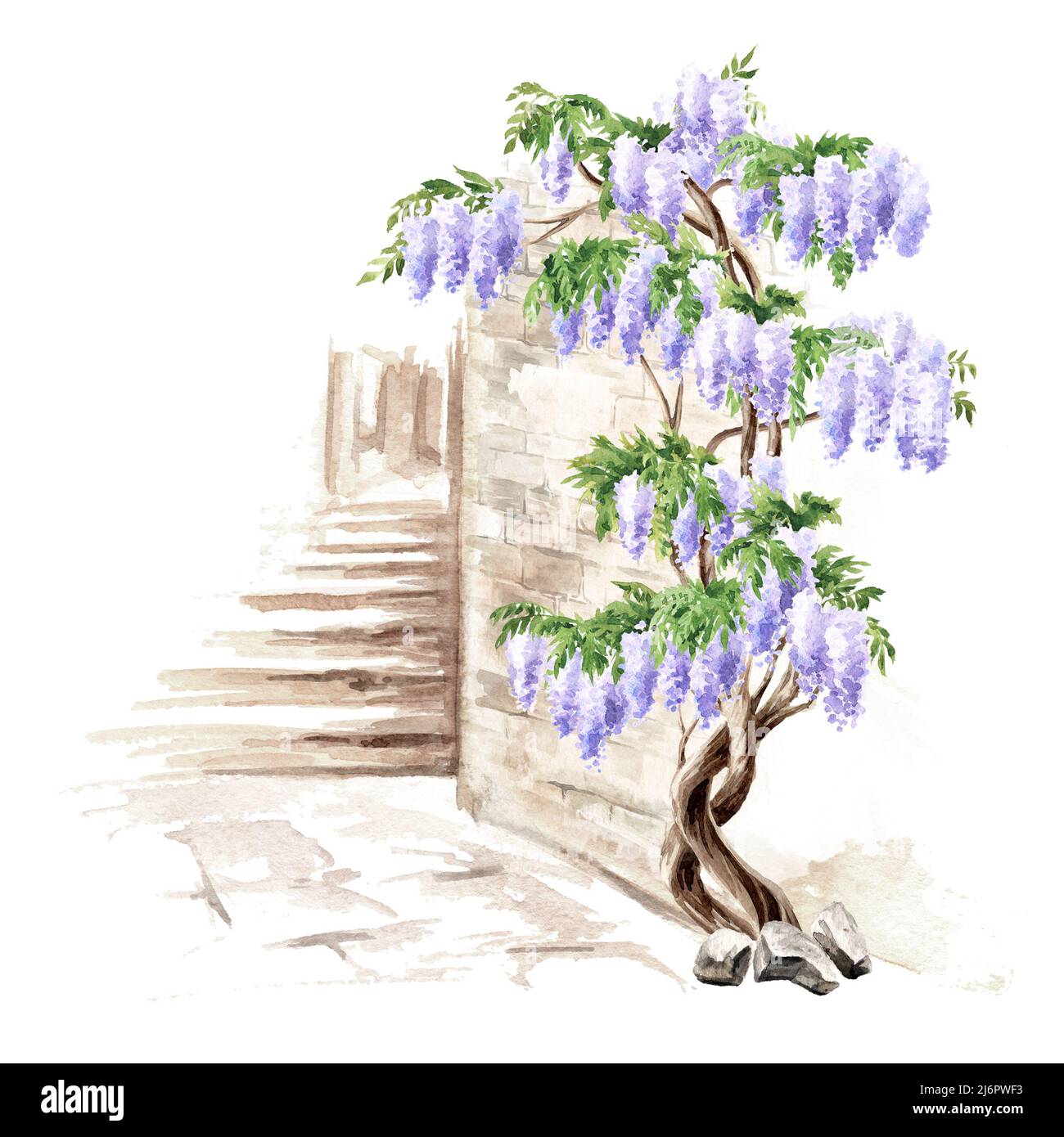 Old architecture and Wisteria  blossom  tree. Hand  drawn watercolor  illustration isolated on white background Stock Photo