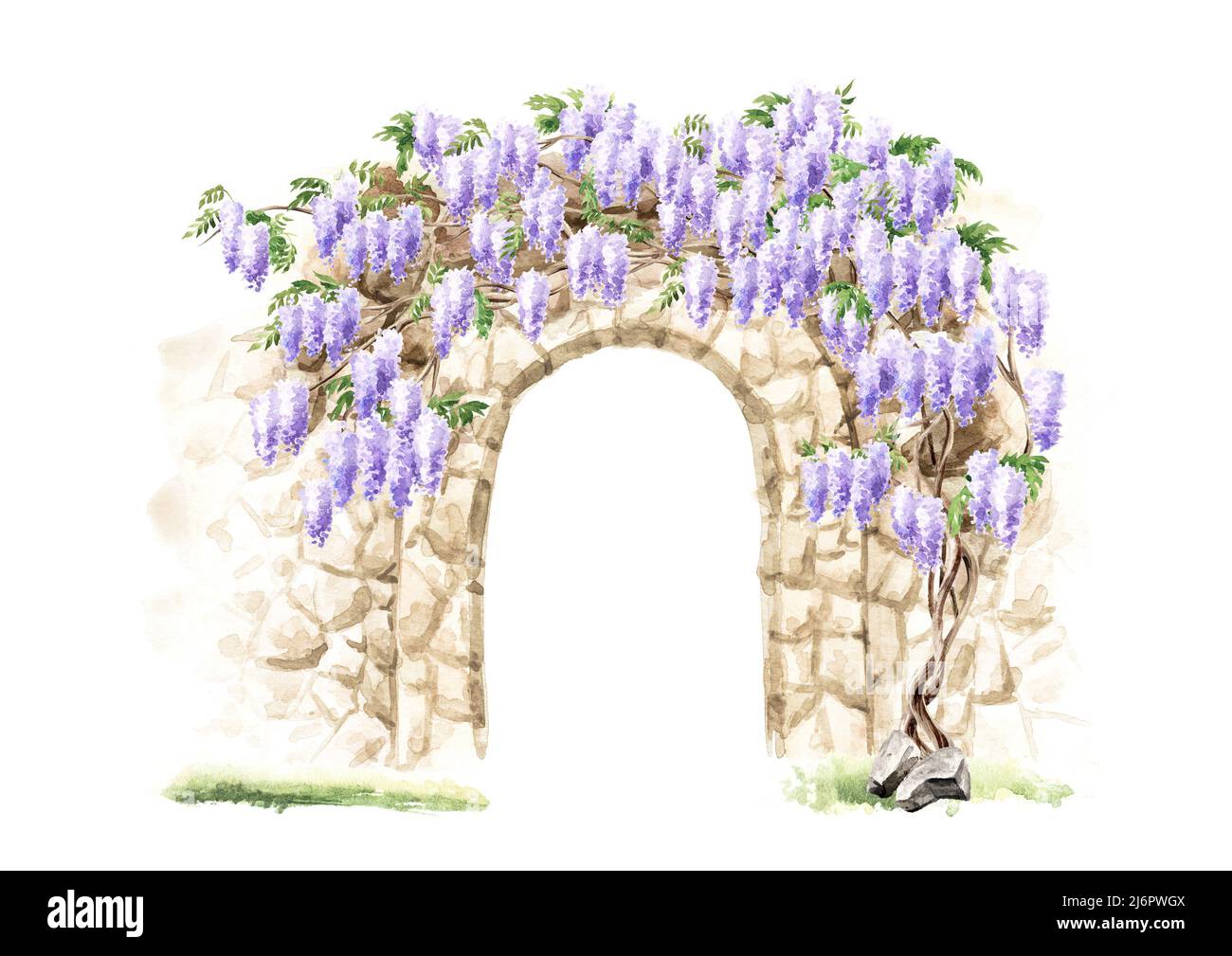 Old architecture arck  and Wisteria  blossom tree. Hand  drawn watercolor  illustration isolated on white background Stock Photo