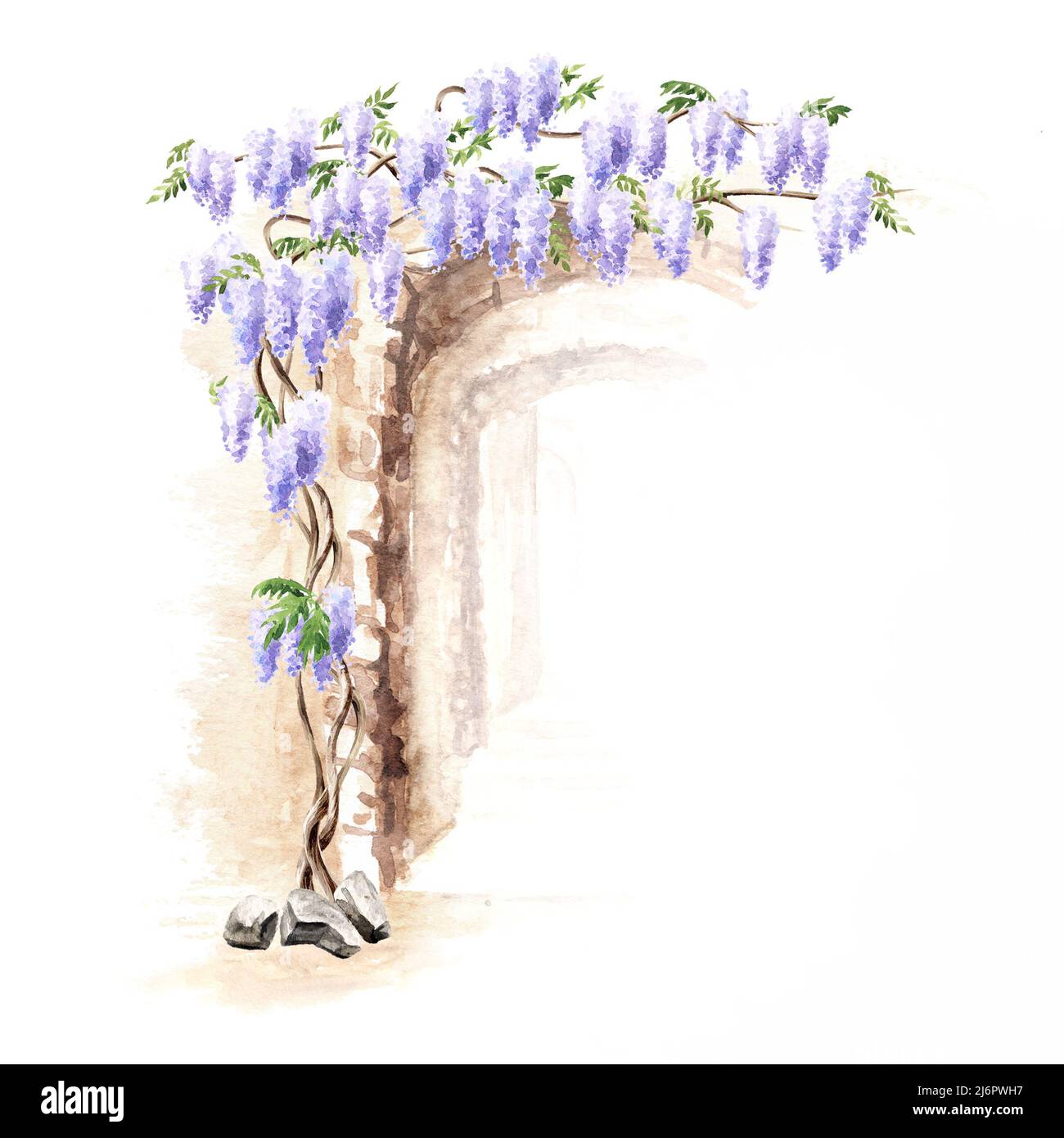 Old architecture arck and  Wisteria  blossom tree. Hand  drawn watercolor  illustration isolated on white background Stock Photo