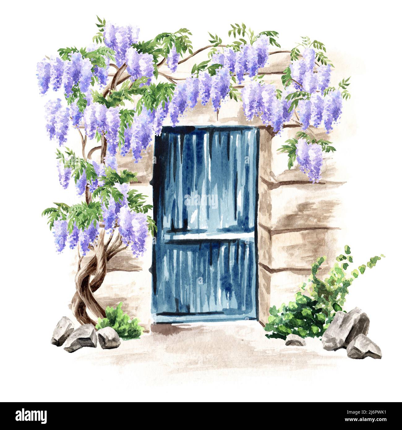 Old door and Wisteria  blossom tree. Hand  drawn watercolor  illustration isolated on white background Stock Photo