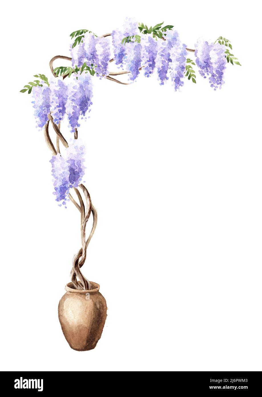 Wisteria  blossom  tree.  Hand  drawn watercolor  illustration isolated on white background Stock Photo