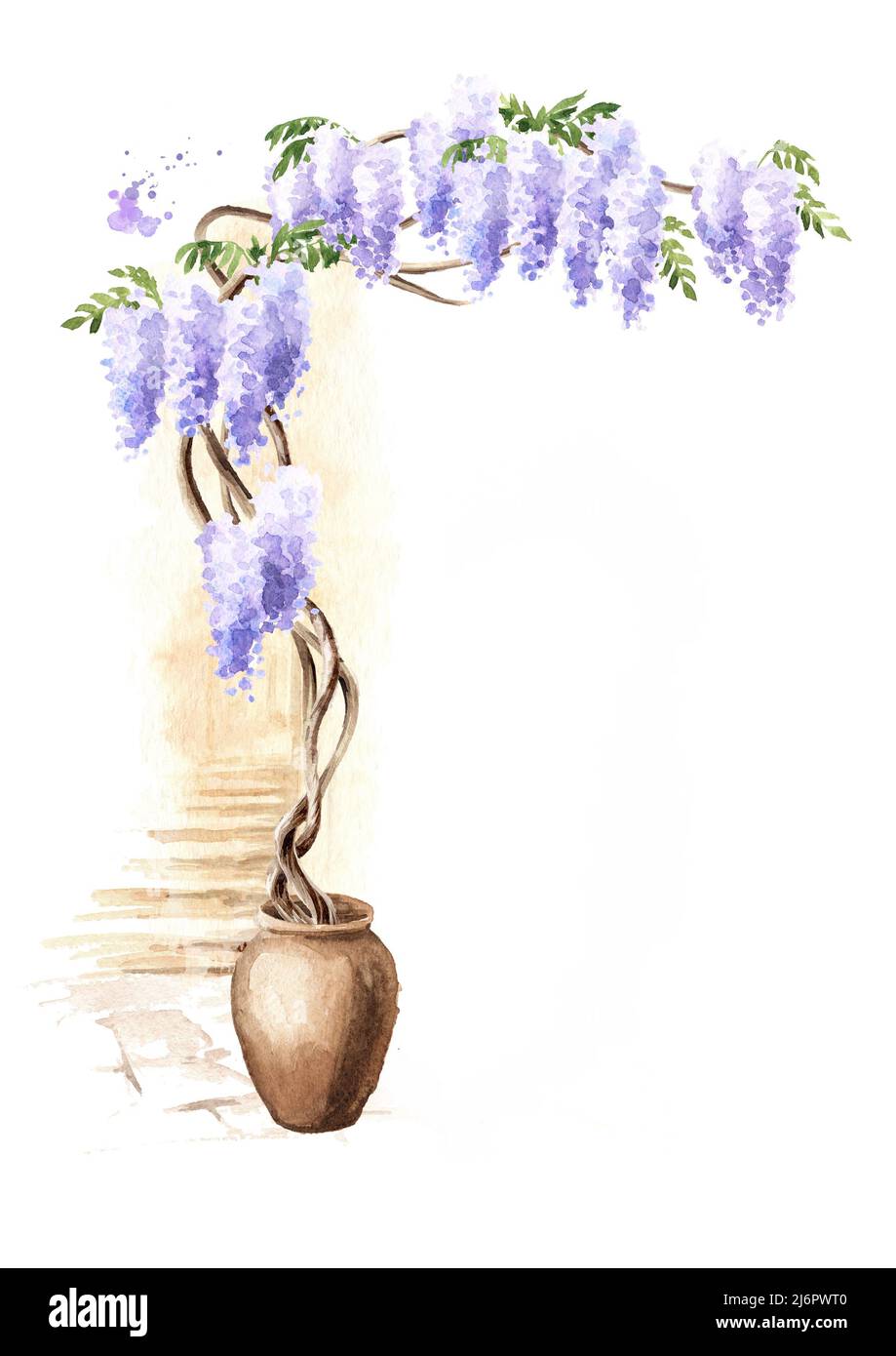 Wisteria  blossom tree.  Hand  drawn watercolor  illustration isolated on white background Stock Photo