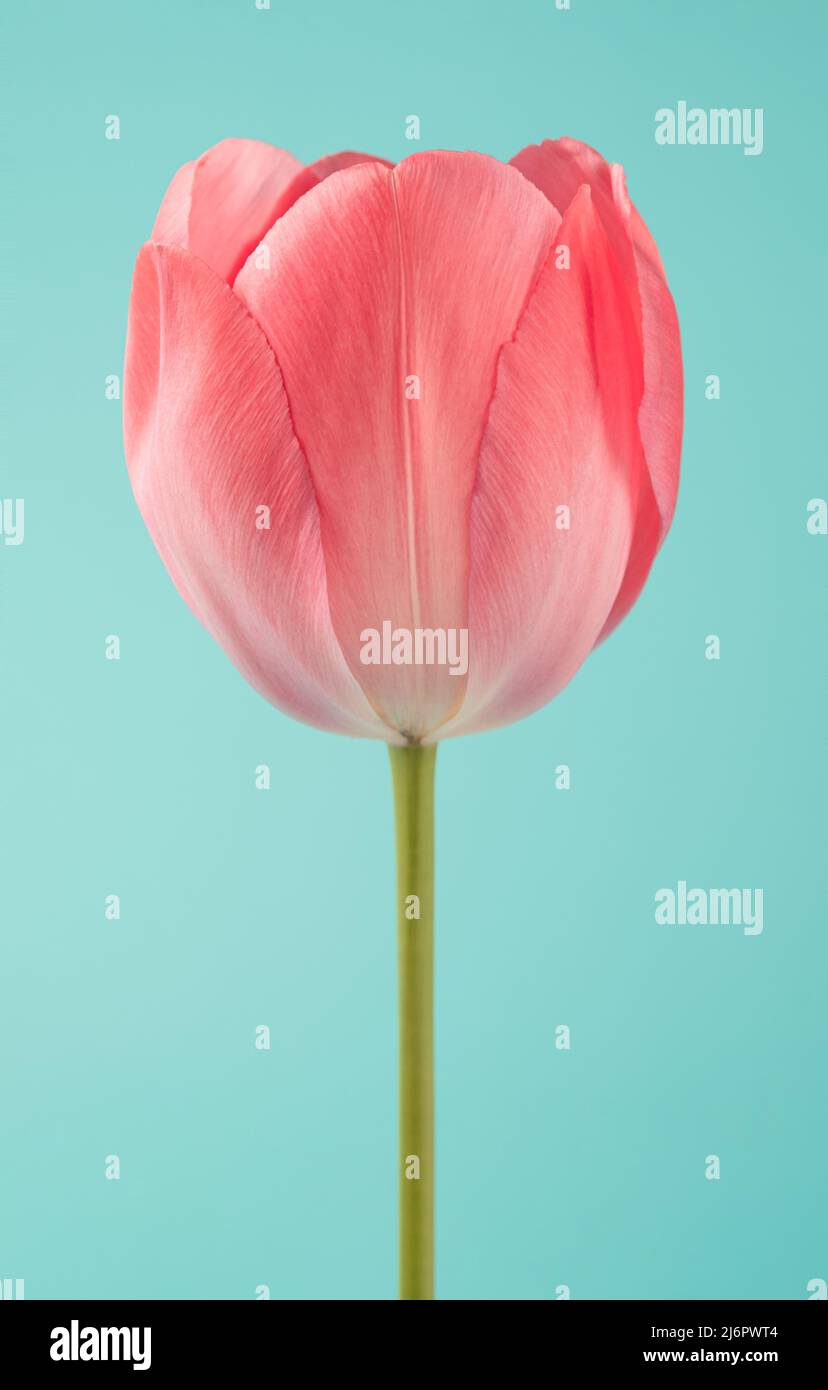 Tulip flower with pink petals against the pastel blue background. Summer, spring minimal template. Stock Photo