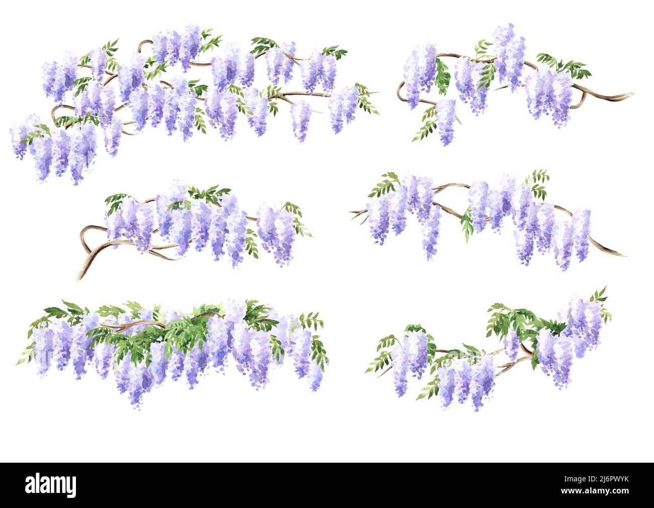Wisteria blossom tree elements set.  Hand  drawn watercolor  illustration isolated on white background Stock Photo
