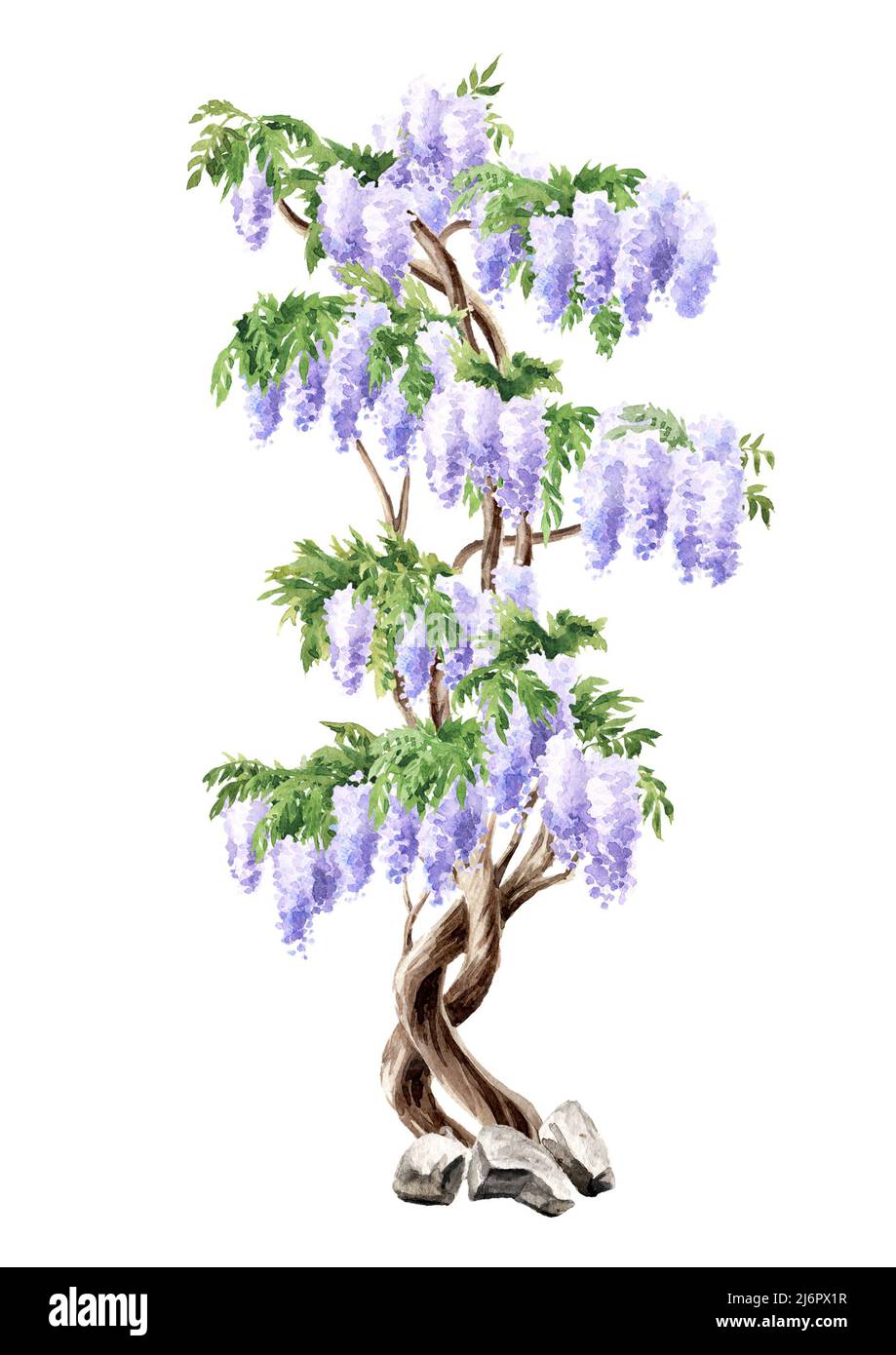 Wisteria blossom tree,  Hand  drawn watercolor  illustration isolated on white background Stock Photo