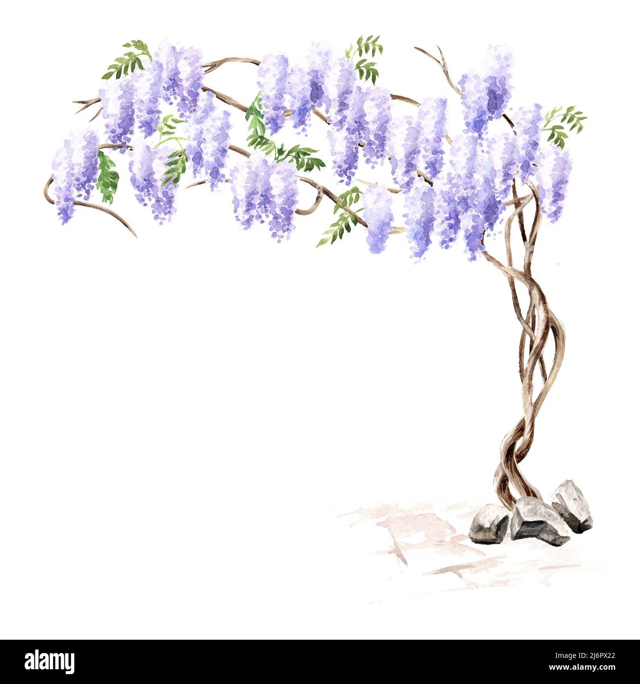Wisteria blossom tree.  Hand  drawn watercolor  illustration isolated on white background Stock Photo