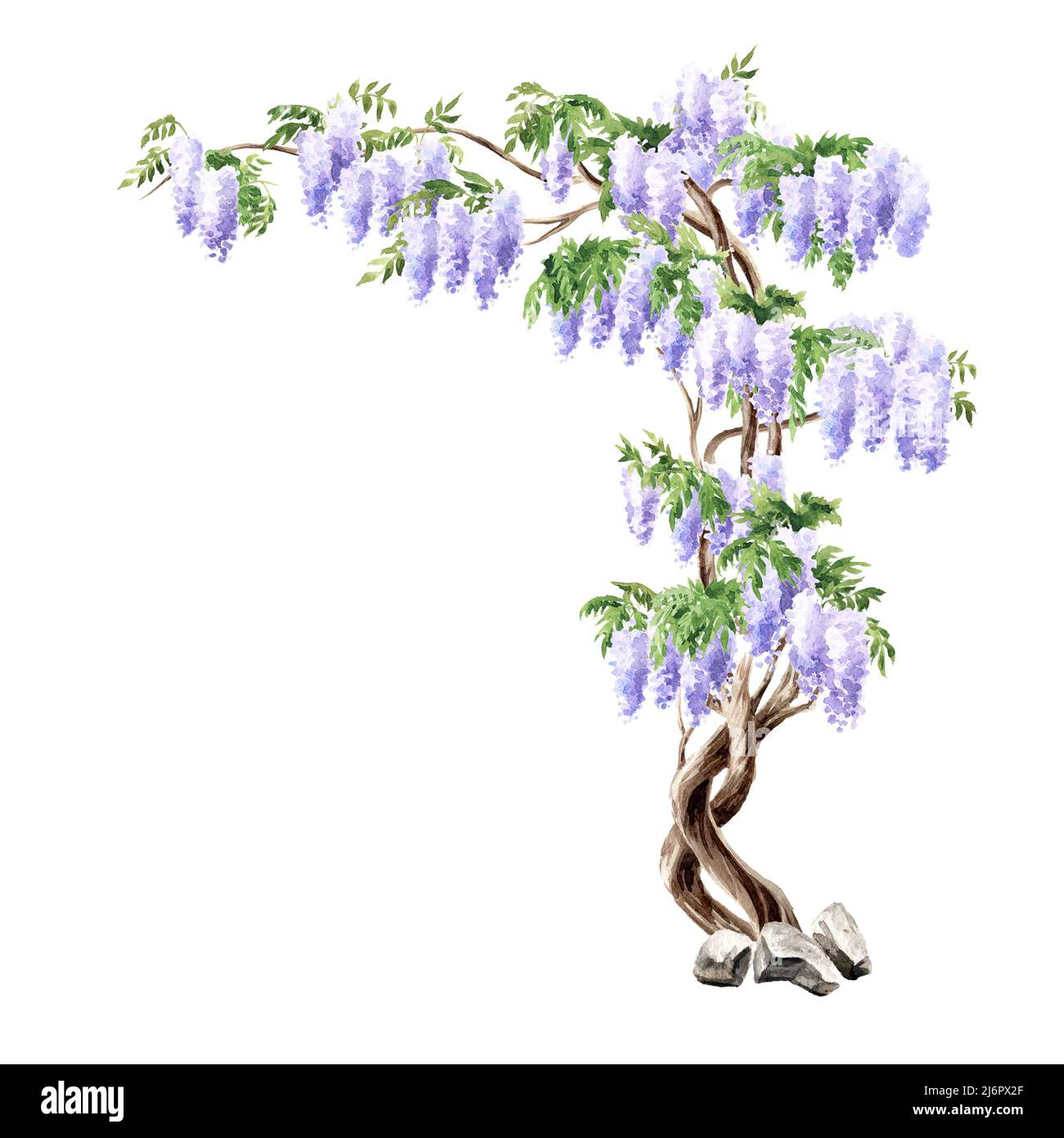 Wisteria blossom tree. Hand  drawn watercolor  illustration isolated on white  background Stock Photo