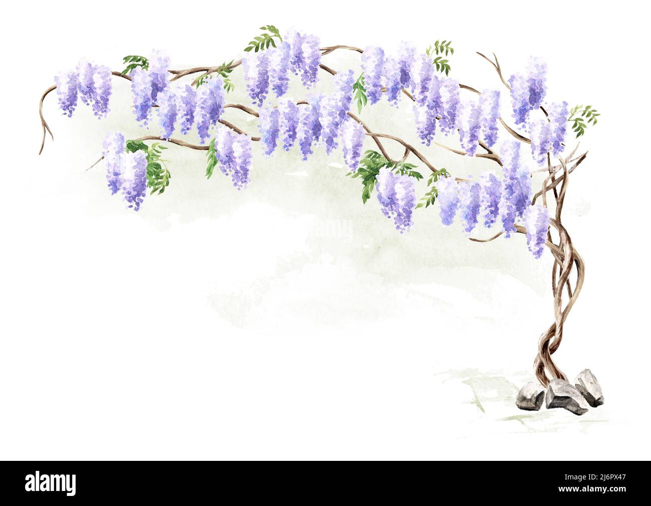 Wisteria blossom tree. Hand  drawn watercolor  illustration isolated on white background Stock Photo