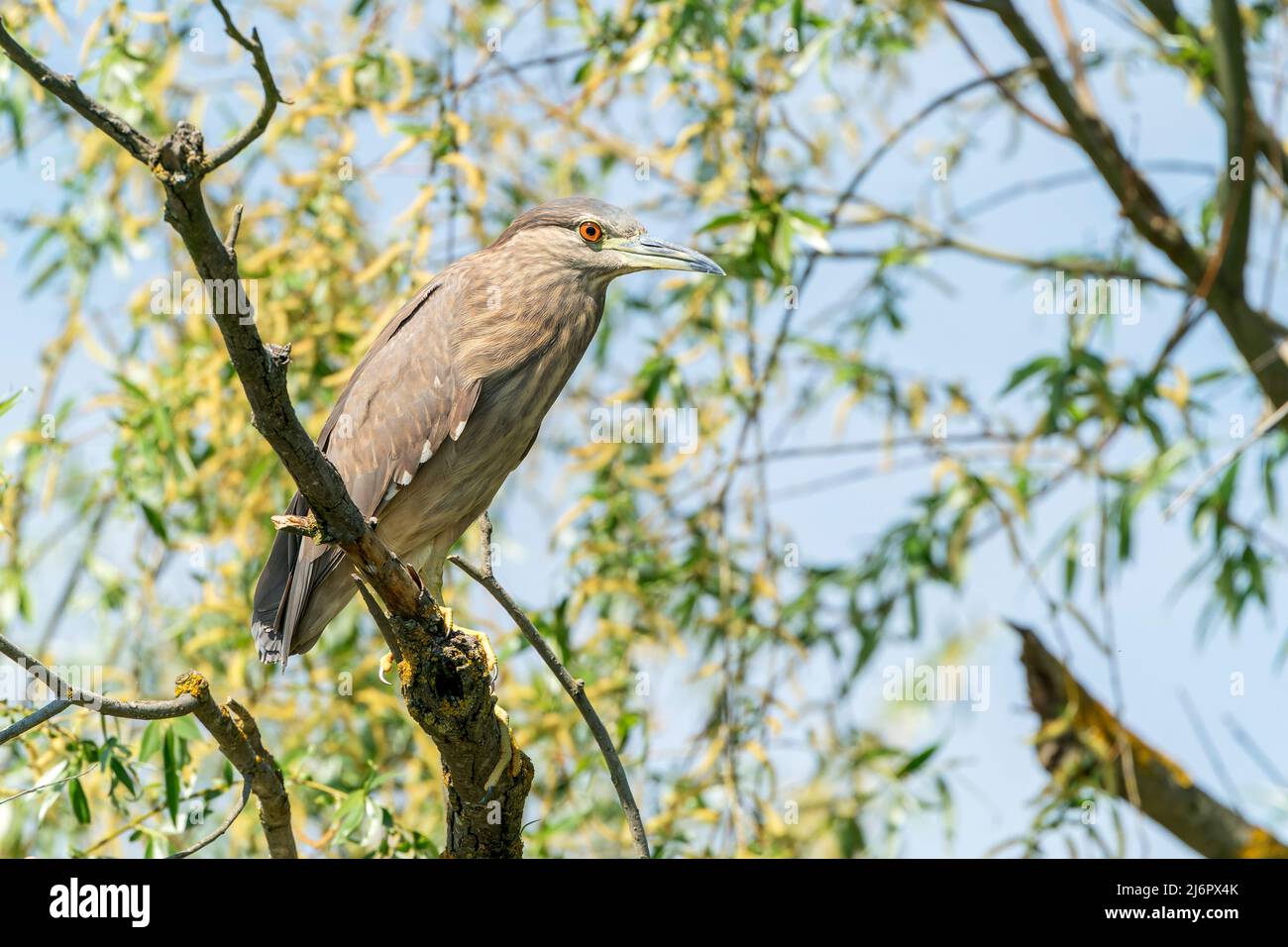 blackcrowned night heron, Nycticorax nycticorax, single juvenile bird