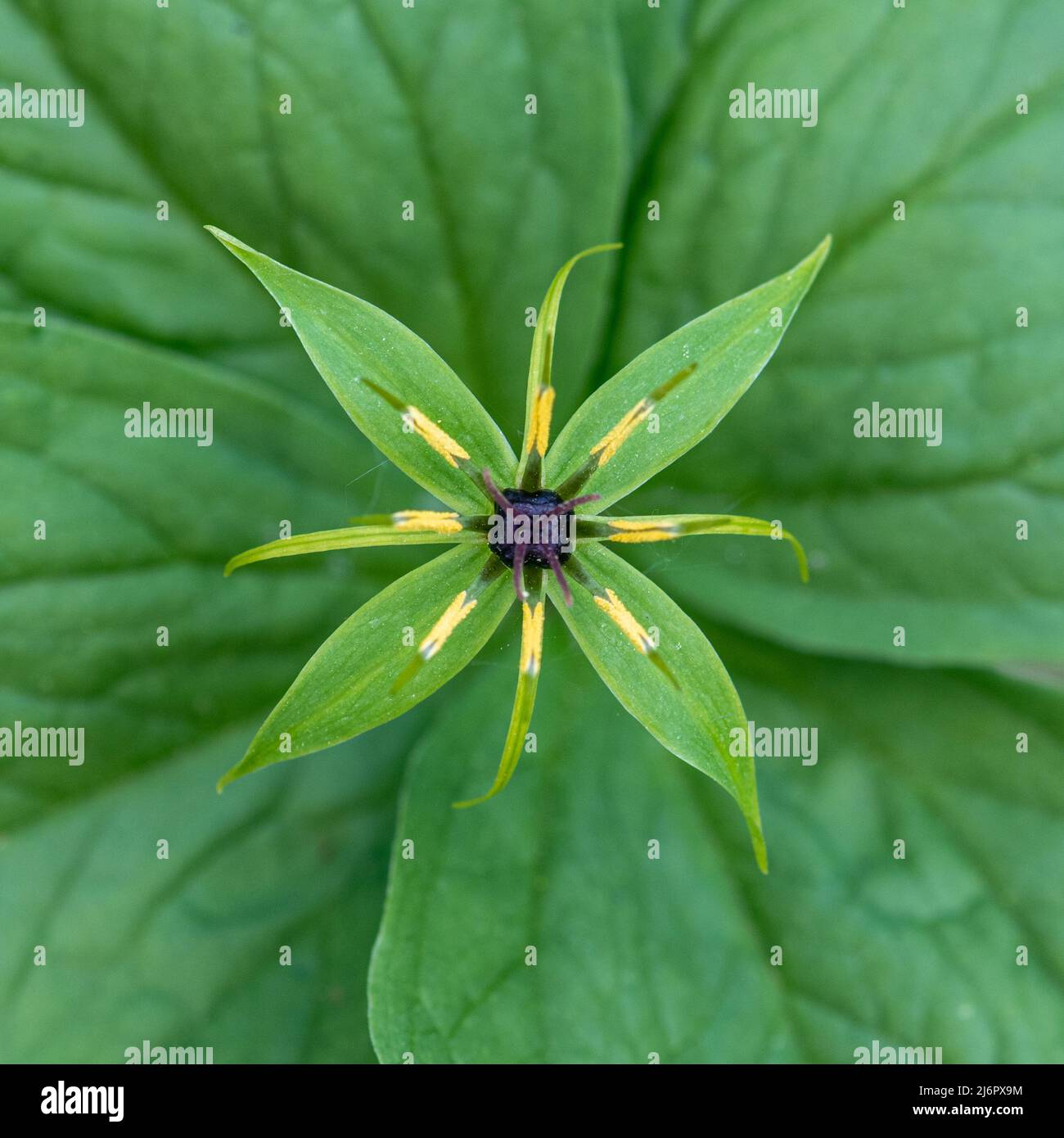 Herb-Paris Paris quadrifolia, close-up of wildflower growing in damp woodland, Hampshire, England, UK Stock Photo