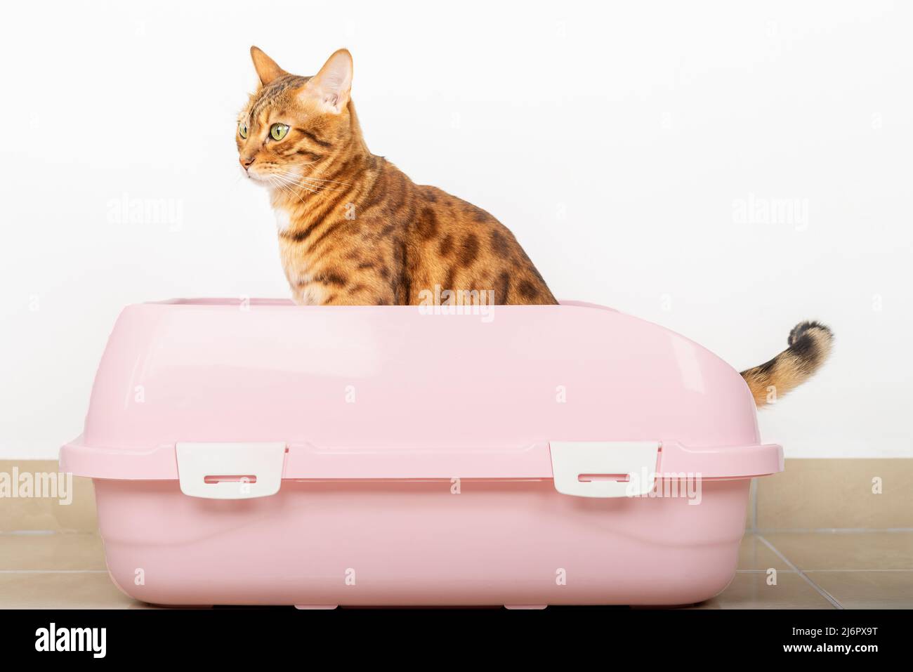 Bengal cat urinates in a pink litter box. Side view Stock Photo Alamy