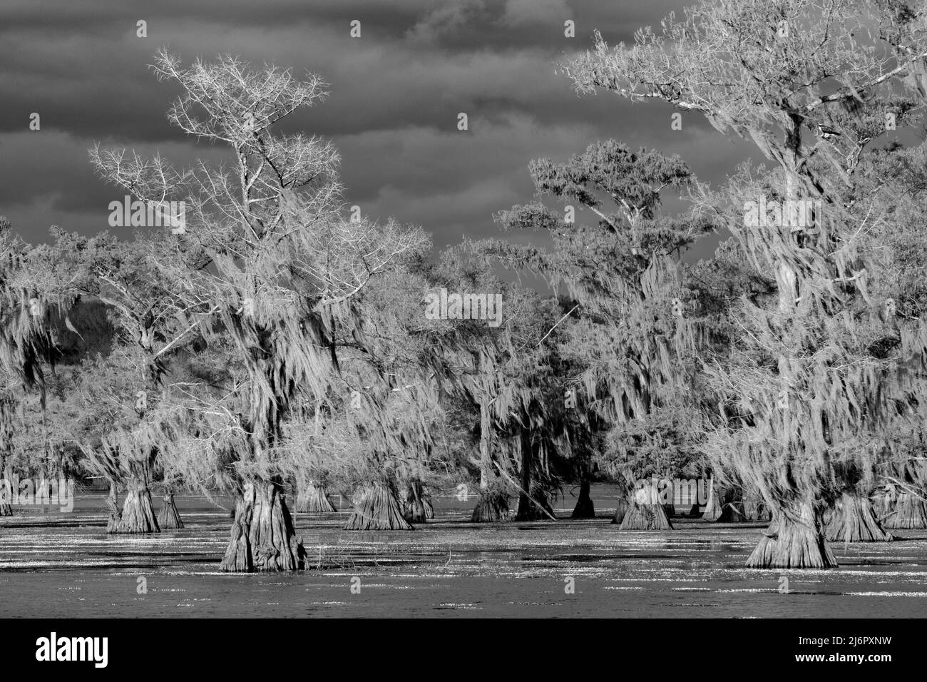 USA, Texas, Caddo lake Stock Photo Alamy