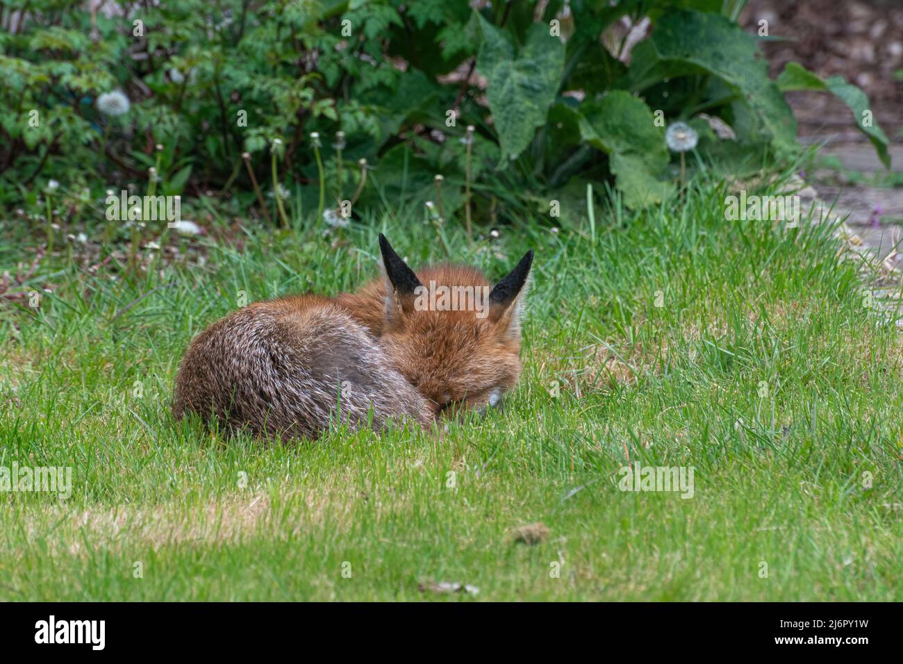 Urban fox (Vulpes vulpes) sleeping on grass in a back garden, urban wildlife, Hampshire, England, UK Stock Photo