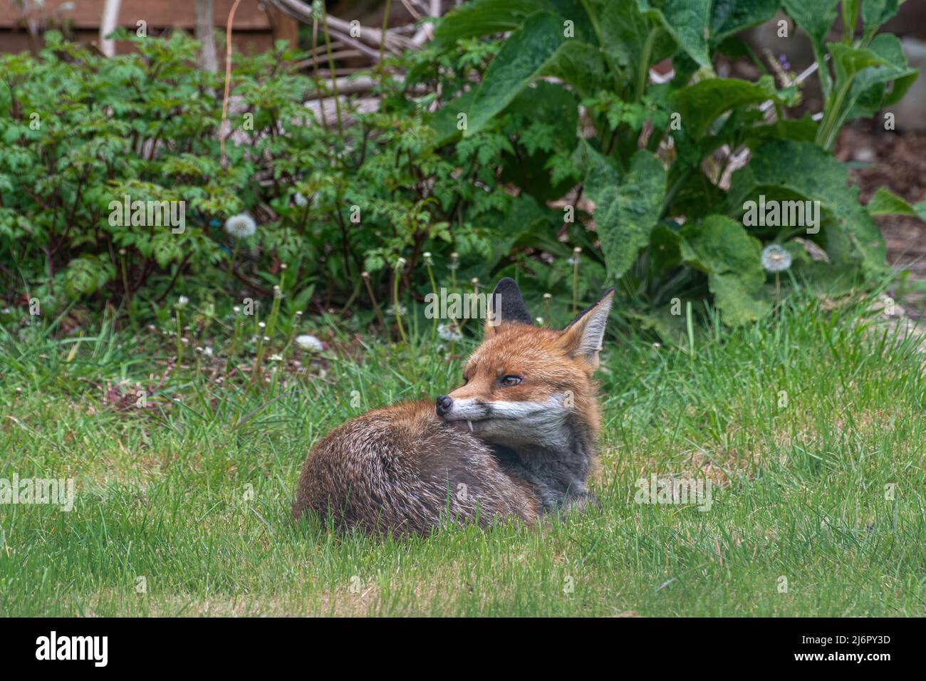 Urban fox (Vulpes vulpes) lying down on grass in a back garden, urban wildlife, Hampshire, England, UK Stock Photo
