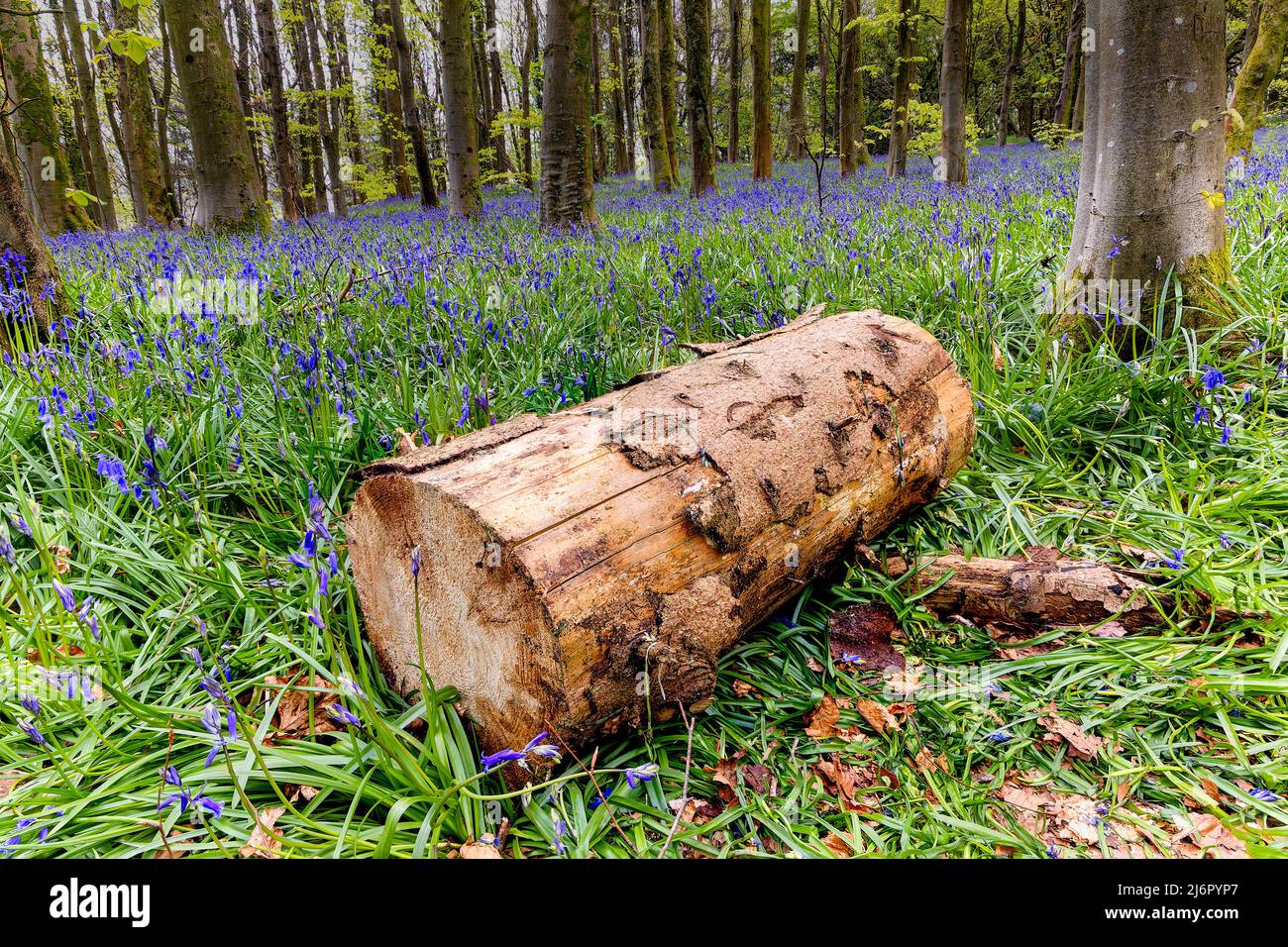 Cut logs on a carpet of Bluebells in woodland during the springtime (Wales, UK) Stock Photo