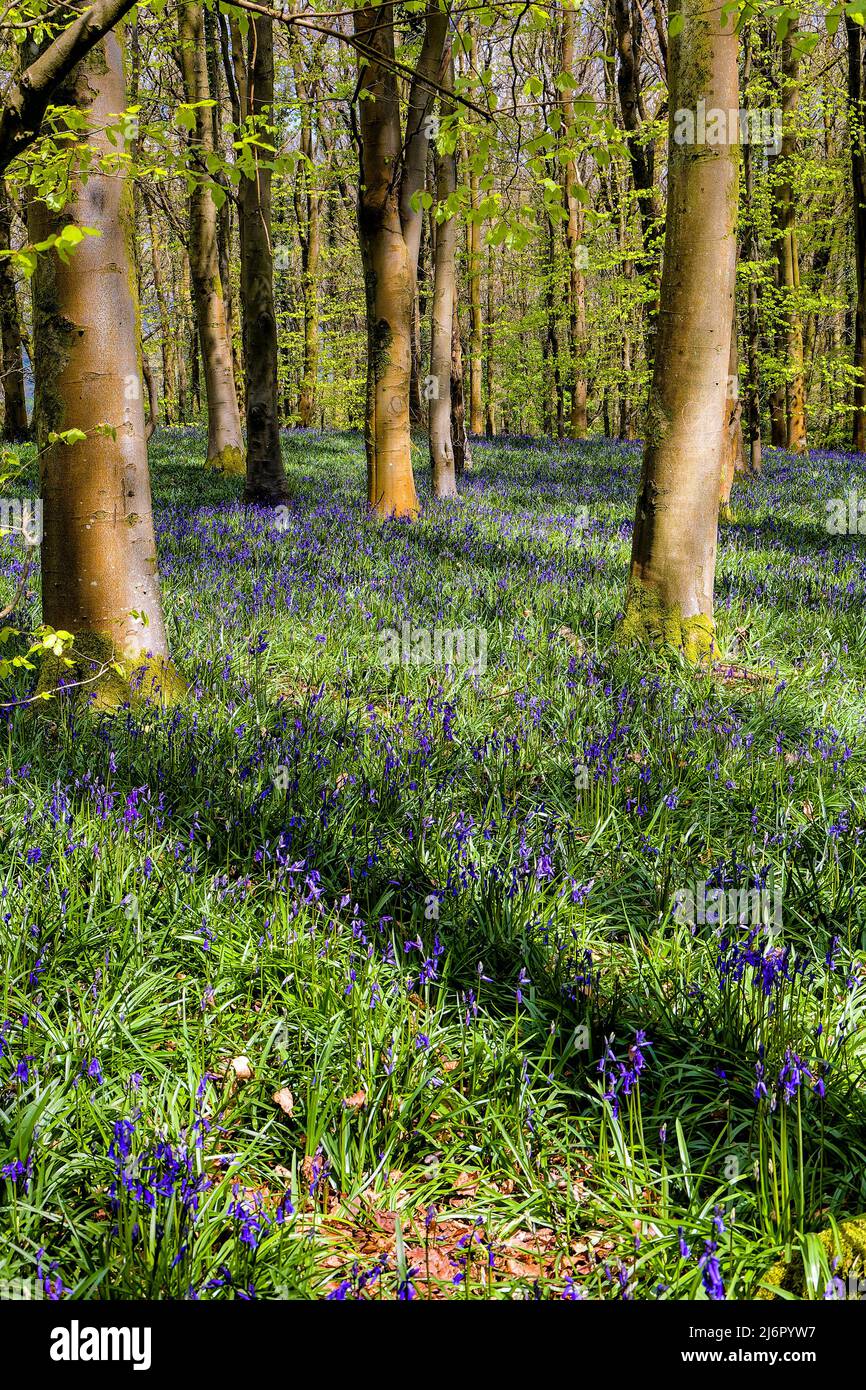 Sunbeams illuminating Bluebells in woodland during springtime (Crickhowell, Wales, UK) Stock Photo